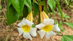 Anemopaegma