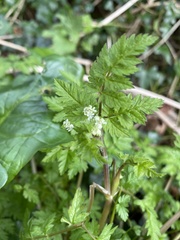 Anthriscus sylvestris