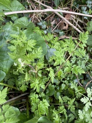 Anthriscus sylvestris