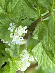 Anthriscus sylvestris