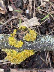 Xanthoria parietina