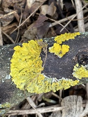 Xanthoria parietina