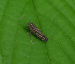 Apogonalia stalii