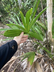 Rhapis excelsa