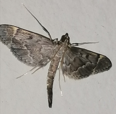 Duponchelia lanceolalis