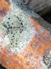 Lecidella elaeochroma