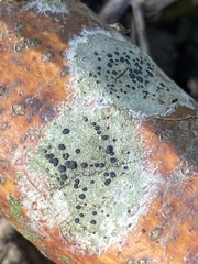 Lecidella elaeochroma