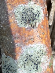 Lecidella elaeochroma