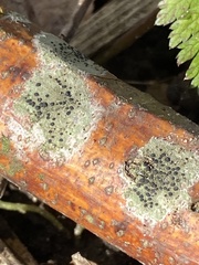 Lecidella elaeochroma