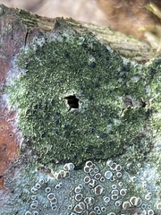 Lecidella elaeochroma