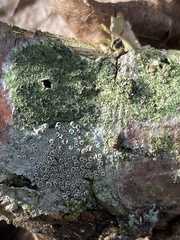 Lecidella elaeochroma