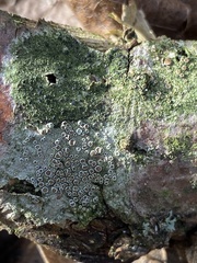 Lecidella elaeochroma