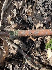 Lecidella elaeochroma