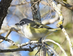 Vireo solitarius