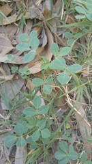 Melilotus