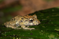 Pristimantis cruentus