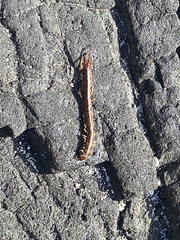 Scolopendra subspinipes
