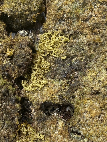 Hydroclathrus clathratus observed 2022-02-24