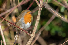 Erithacus rubecula