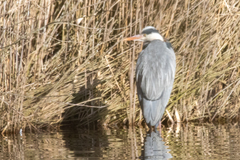 Ardea cinerea