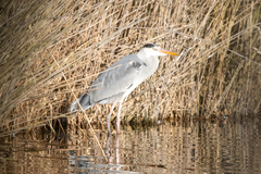 Ardea cinerea