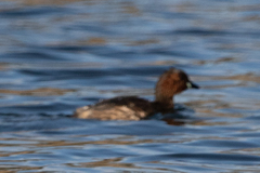 Tachybaptus ruficollis