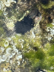 Echinometra oblonga