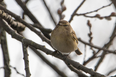 Phylloscopus collybita