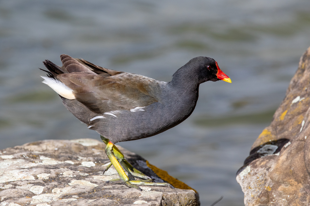 Gallinule poule-d'eau