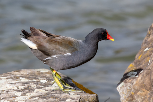 Gallineta común (Gallinula chloropus)