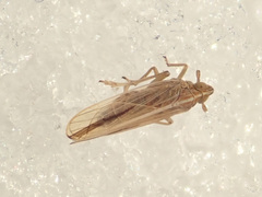Stenocranus minutus