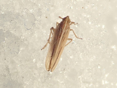 Stenocranus minutus