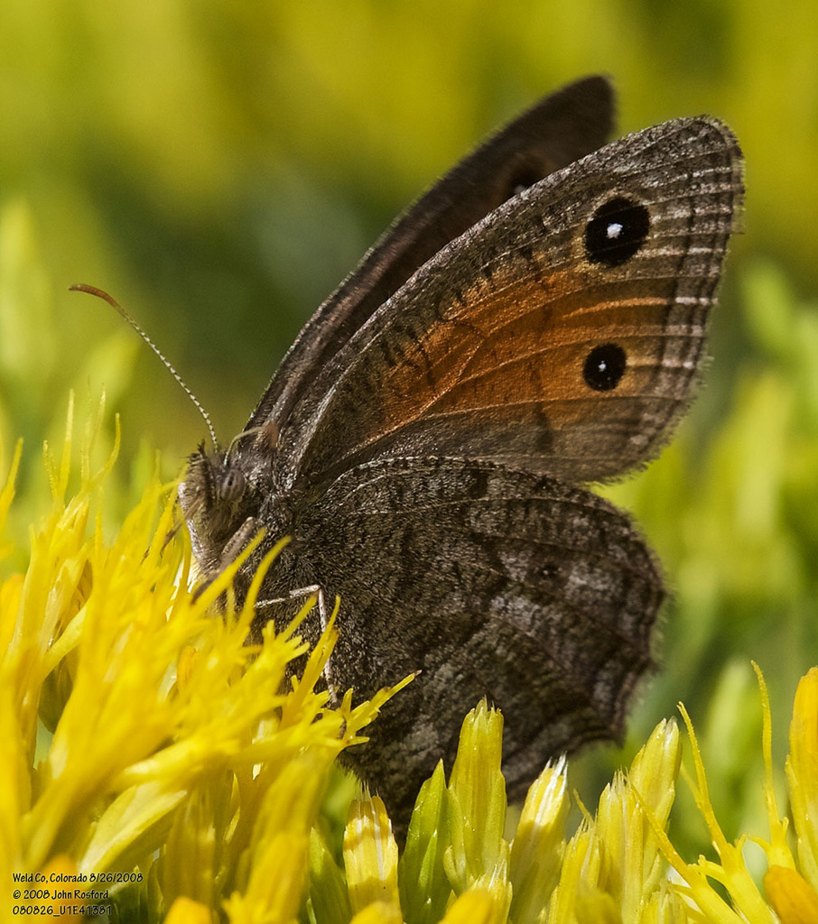 Mead’s Wood-Nymph
