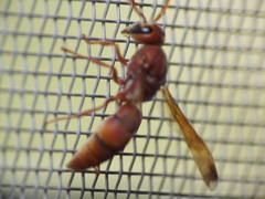 Antodynerus limbatus