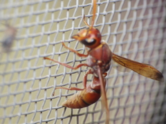 Antodynerus limbatus