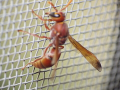 Antodynerus limbatus