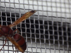 Antodynerus limbatus