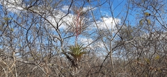 Tillandsia cucaensis