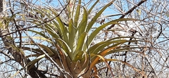 Tillandsia cucaensis