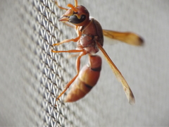 Antodynerus limbatus