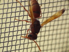Antodynerus limbatus