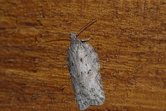 Acleris maximana