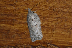 Acleris maximana