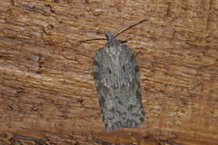 Acleris maximana