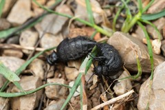Meloe mediterraneus