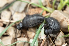Meloe mediterraneus
