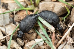 Meloe mediterraneus