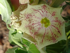 Philibertia gilliesii
