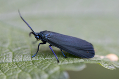 Urodidae