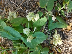 Philibertia gilliesii